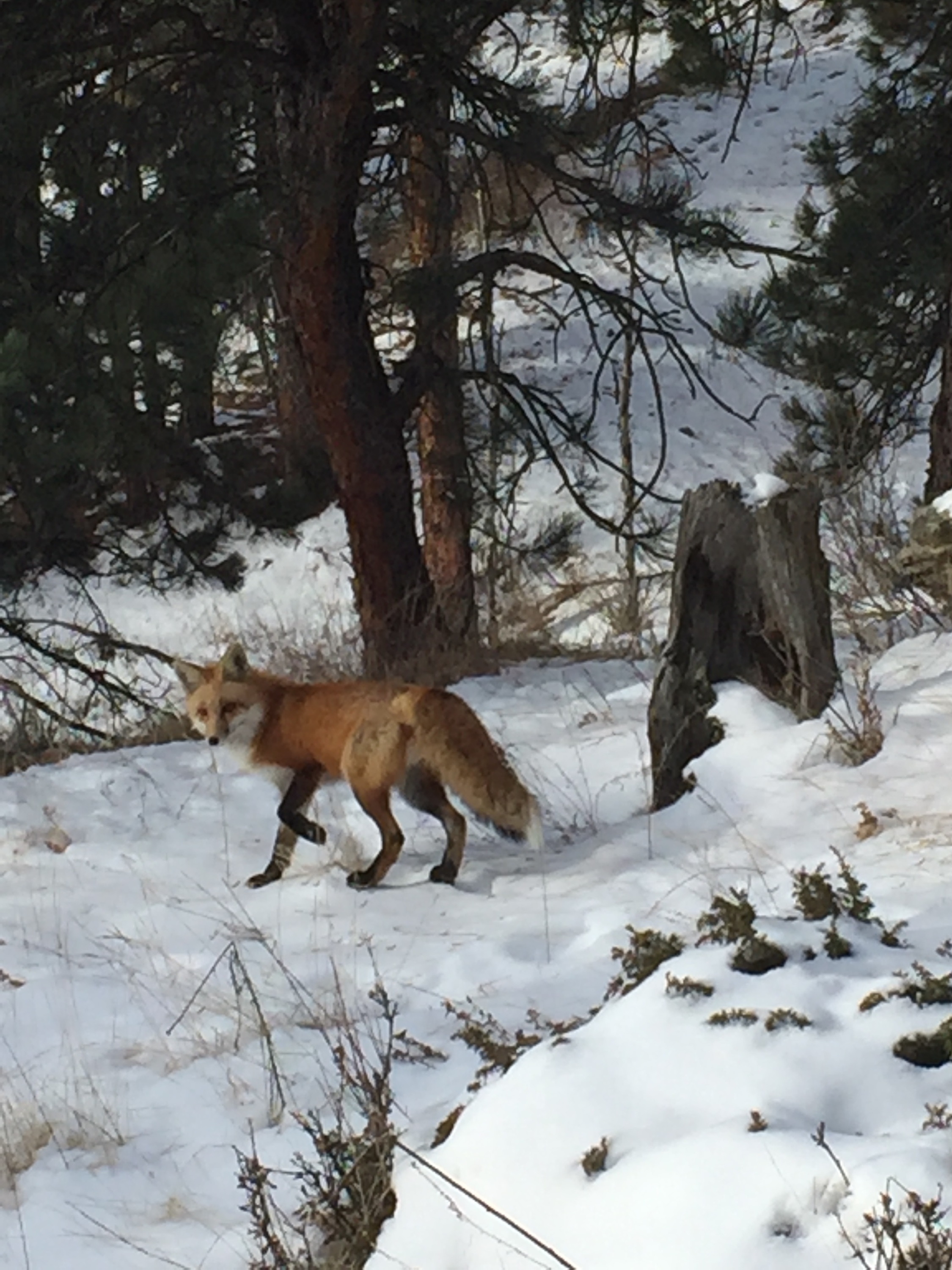 fox