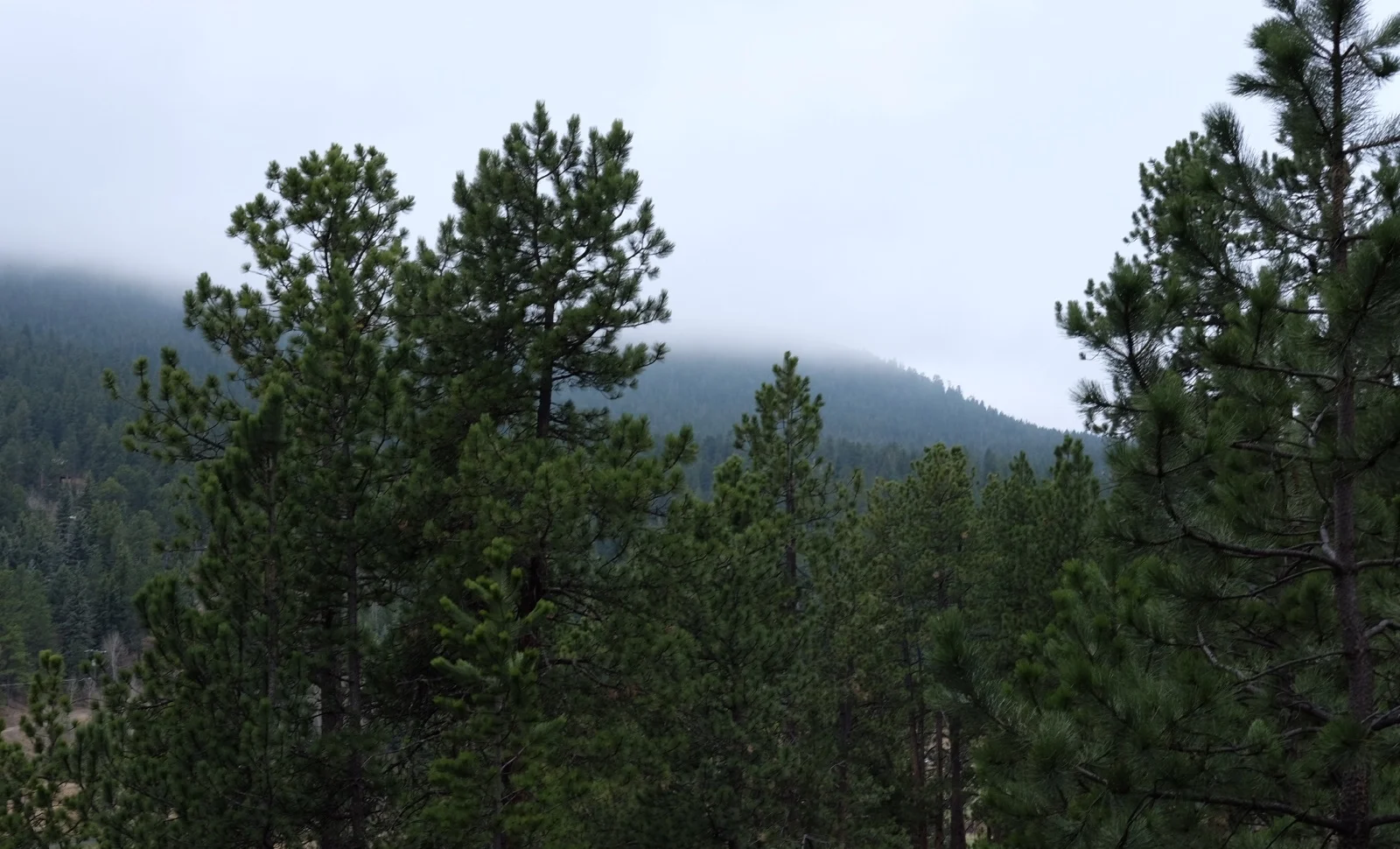 FOGGY ELEPHANT BUTTE