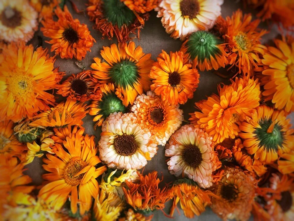 Calendula