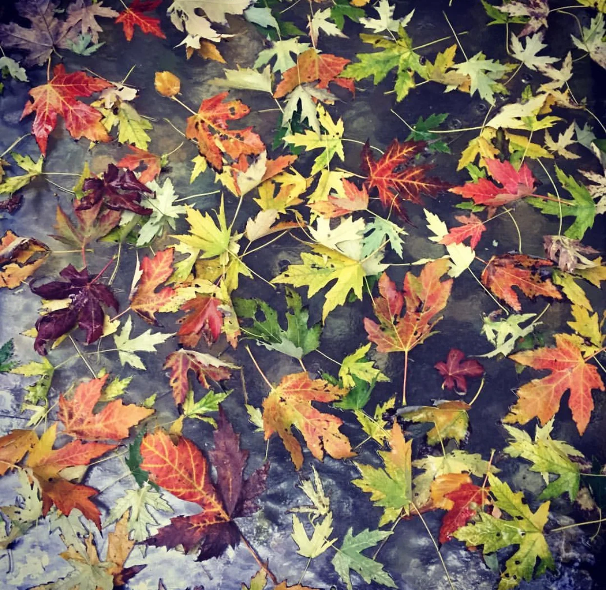   Fall,  prints available  