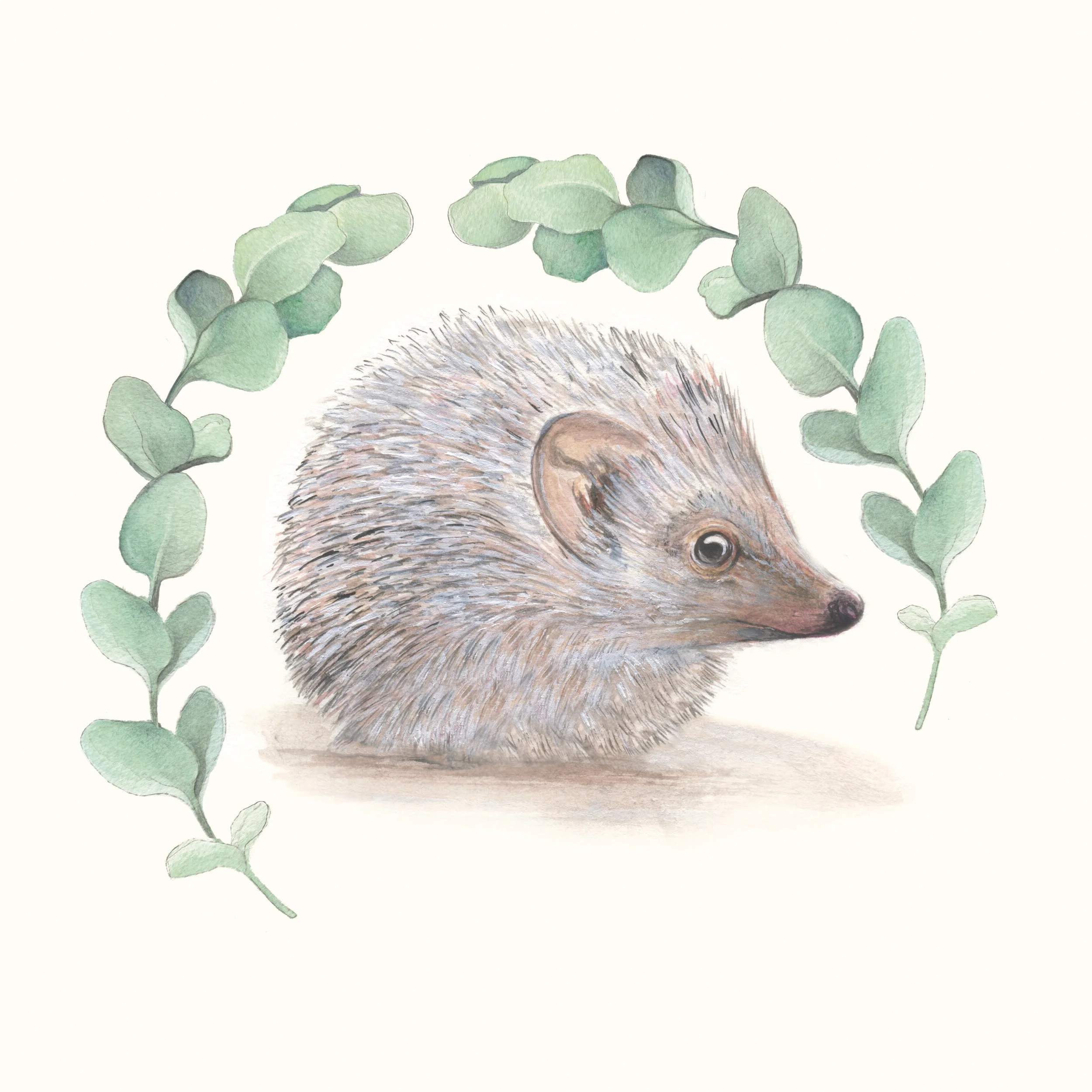 Hedgehog Eucalyptus (Digital Download 8x10) 