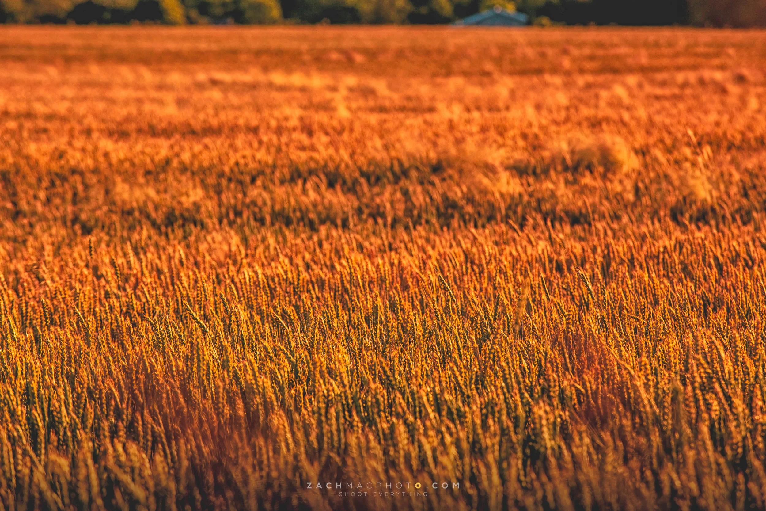 054A9024-Edit copy.jpg