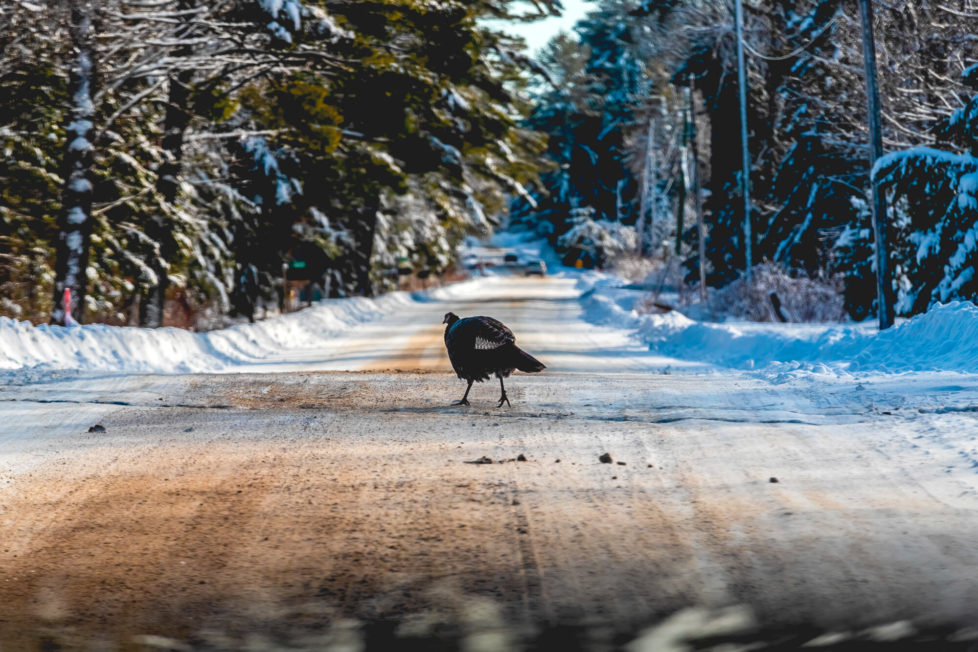 December 2019 Web 2000px-18.jpg