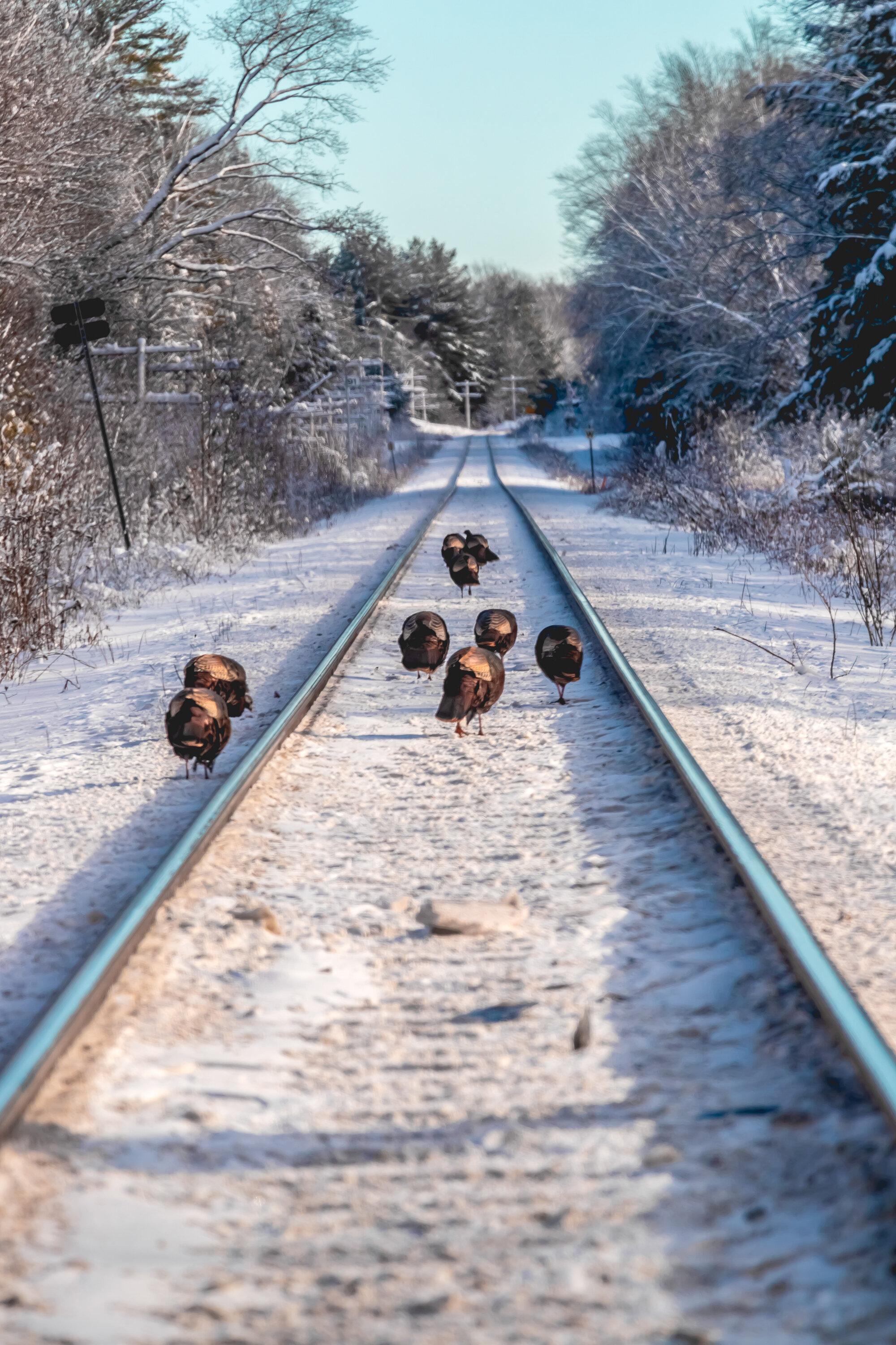 December 2019 Web 2000px-19.jpg