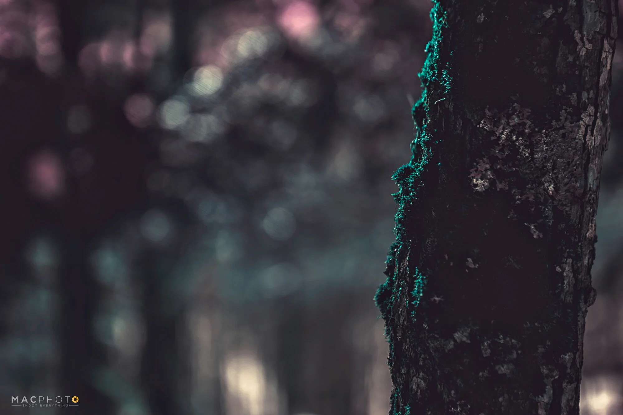 ZacMac_March2019-8.jpg