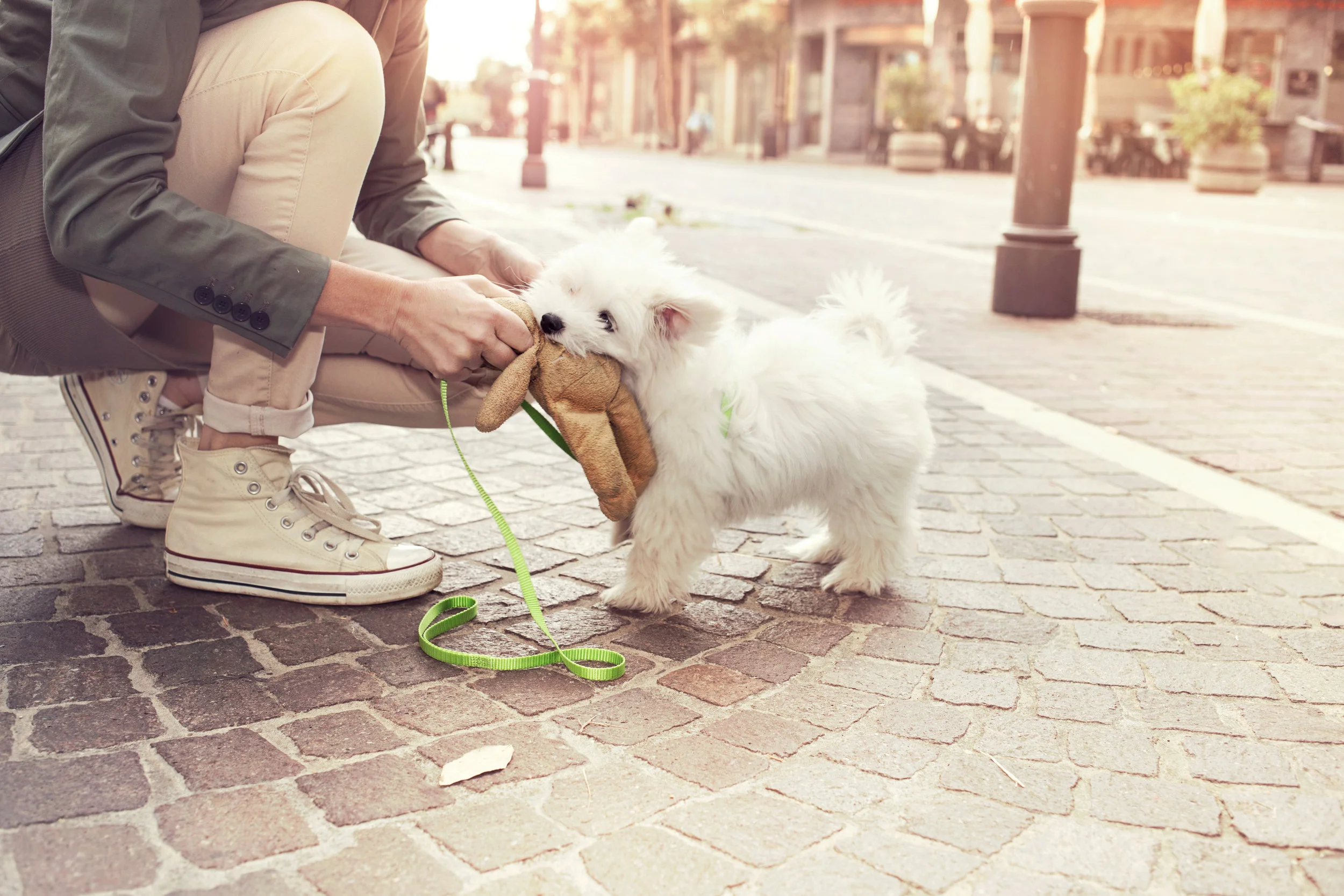 A puppy and guardian just hanging out on a street corner, playing with a toy and watching the world go by. Photo credit: Cristina Conti, Adobe Stock