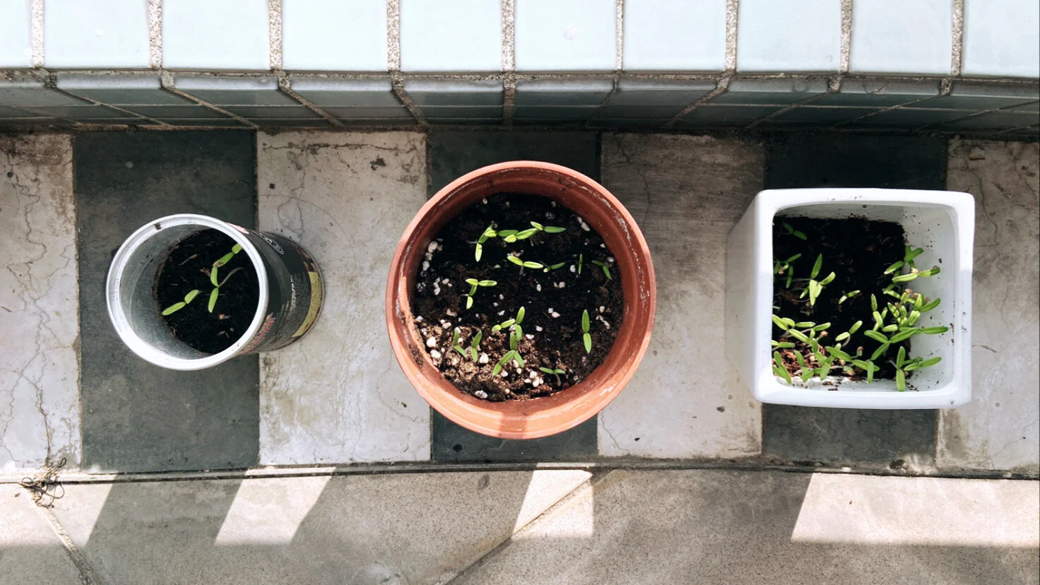 10 Ways to Eat More Sustainably in Hong Kong (besides consuming less meat)