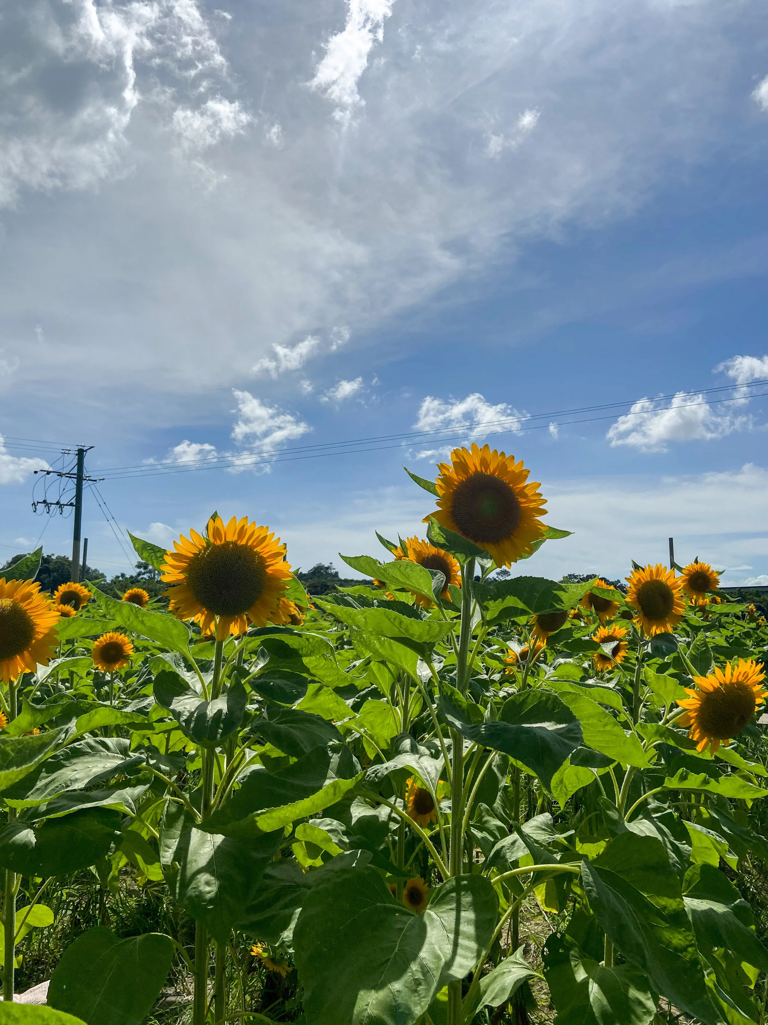 Regenerative Fibres: The Future of Fashion? 