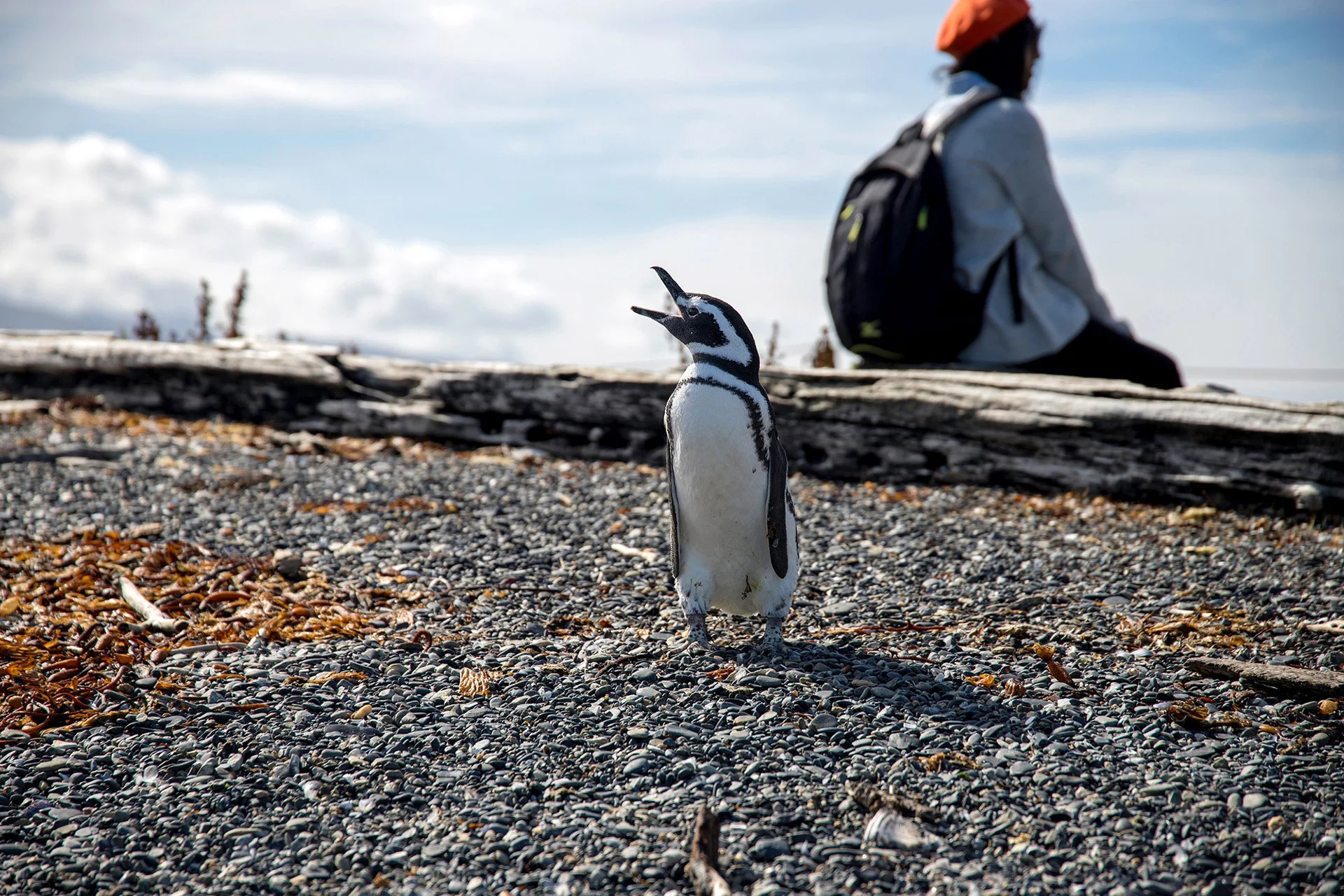 Isla Martillo — Patagonia