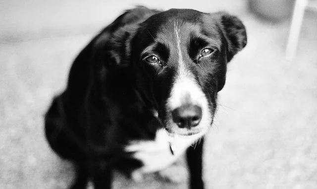 sad dog.jpg