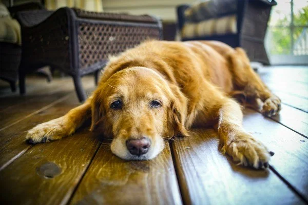 Picture of Evaluate Your Pets Quality of Life — Paws Forever