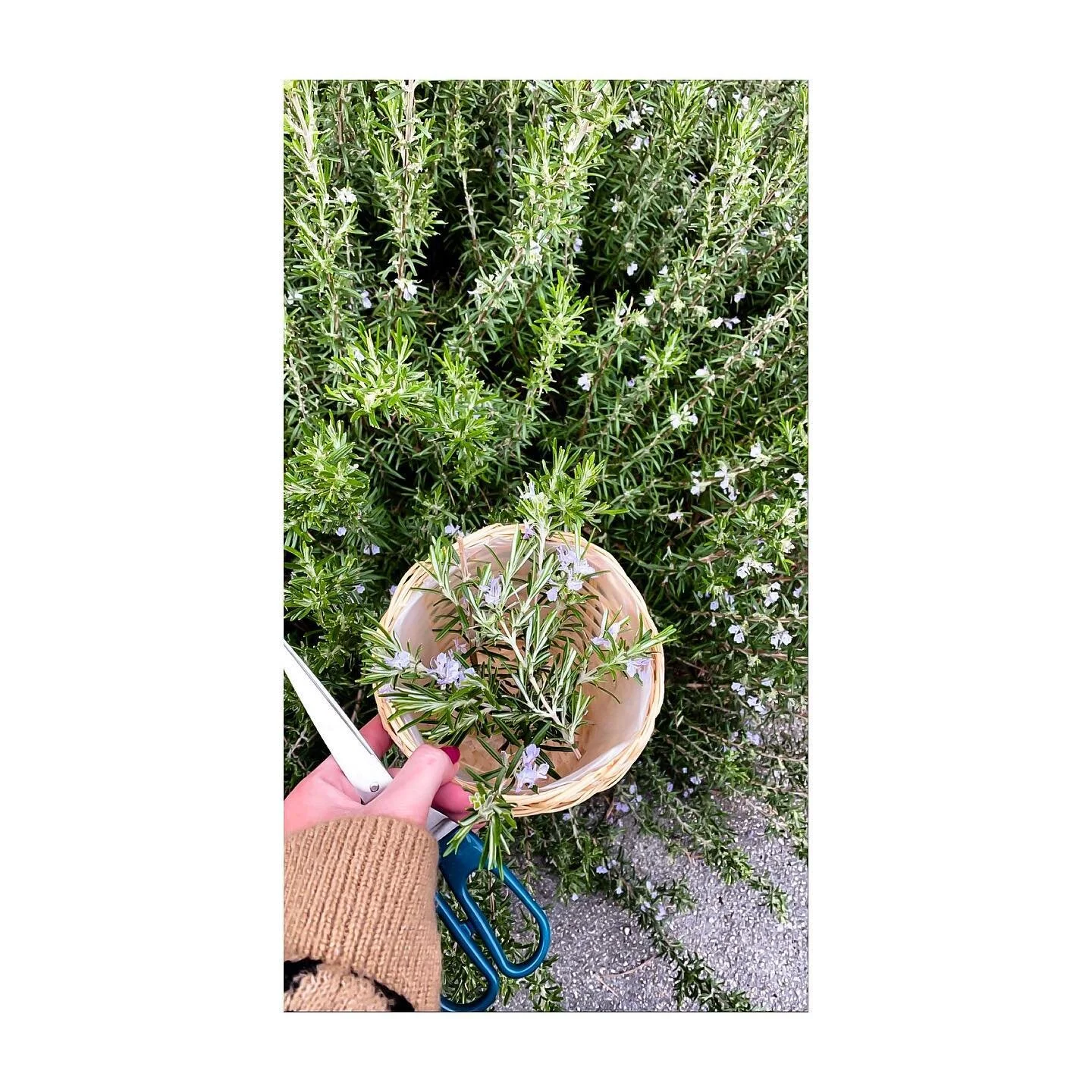 direto do jardim 🪴h o m e