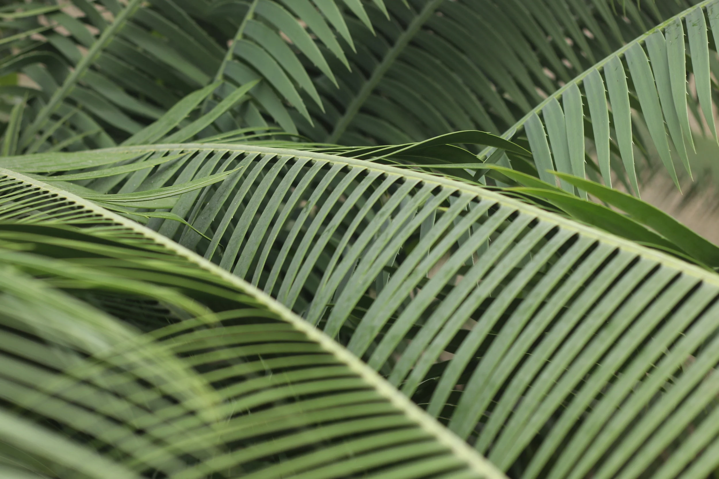 Foundations of Fundraising I