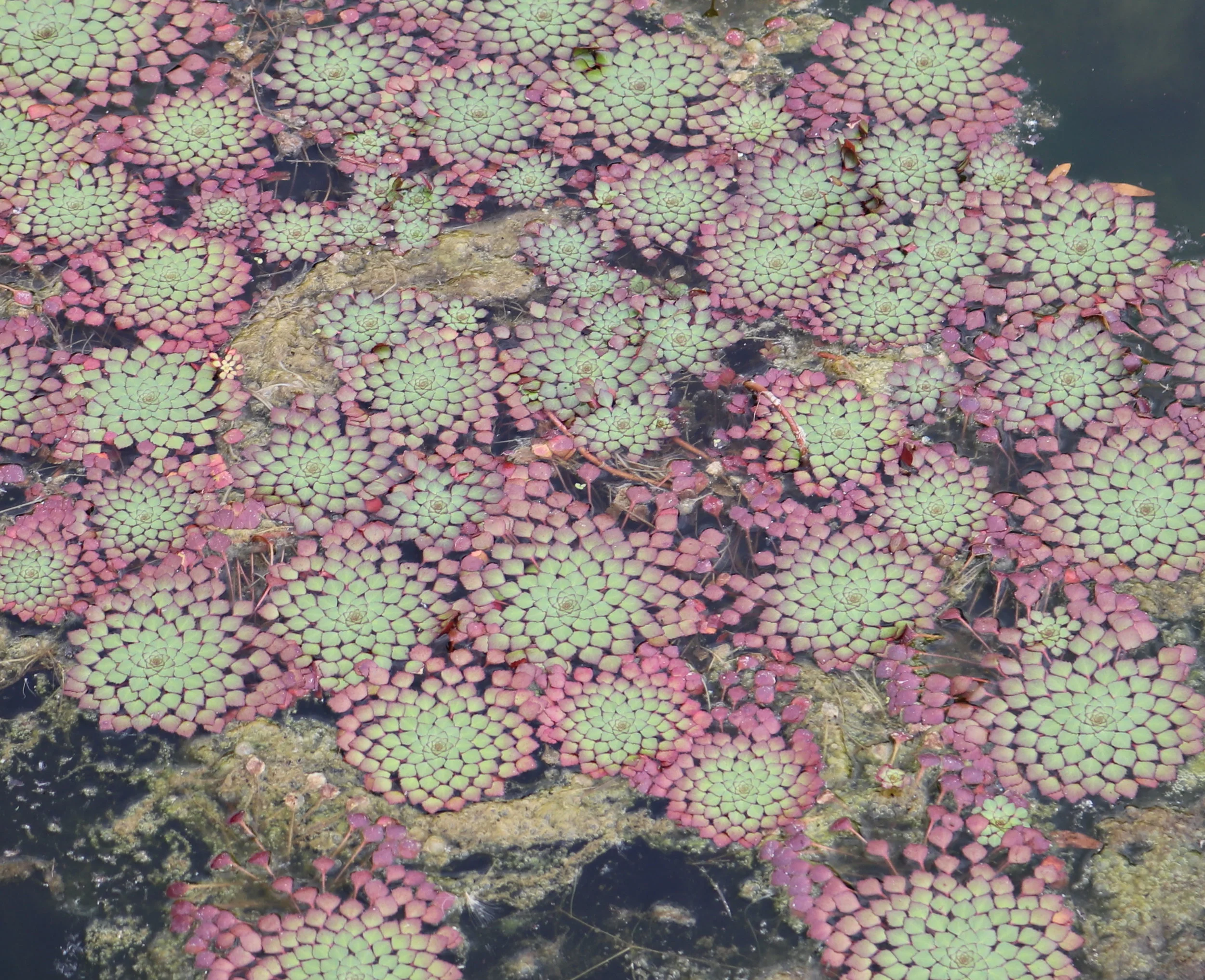 Planned &amp; Estate Gifts II