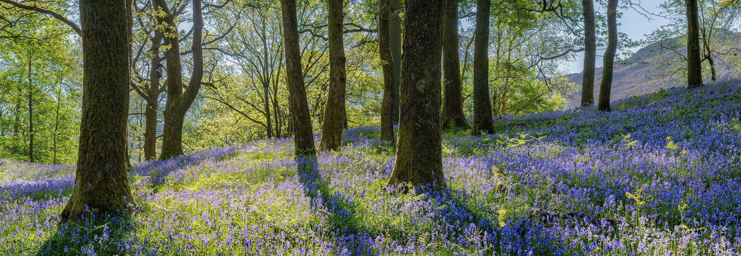 bluebell-wood.jpg