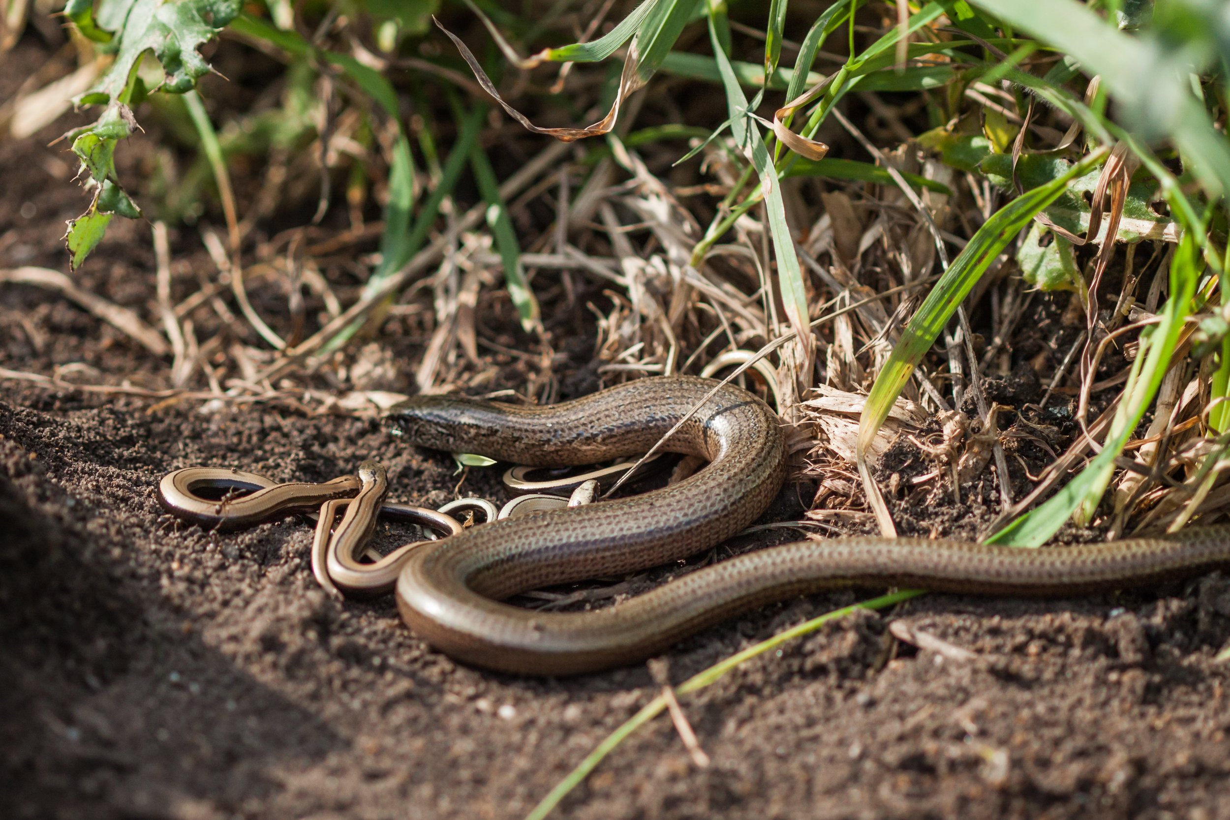 Reptile Surveys