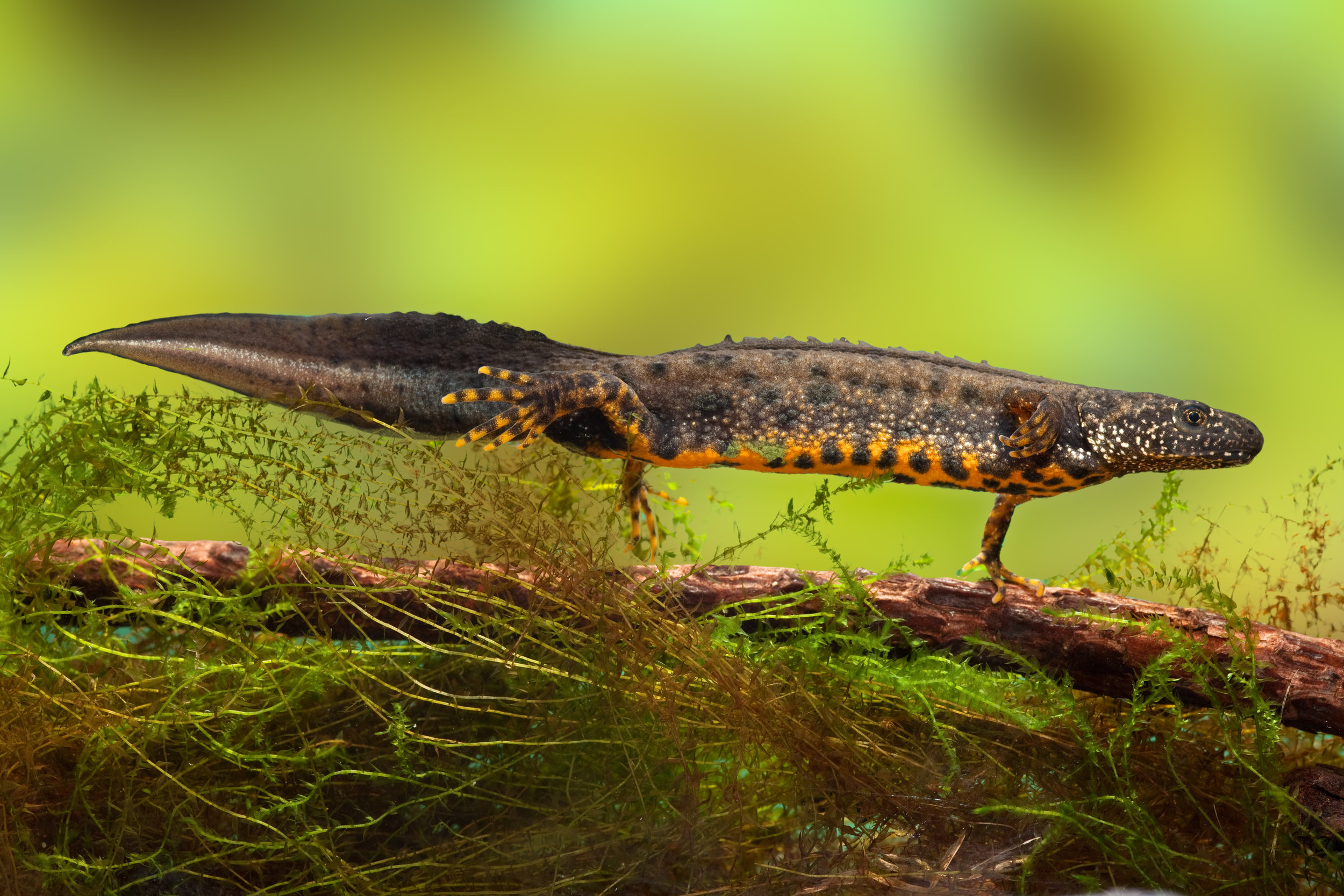 Great Crested Newt Surveys