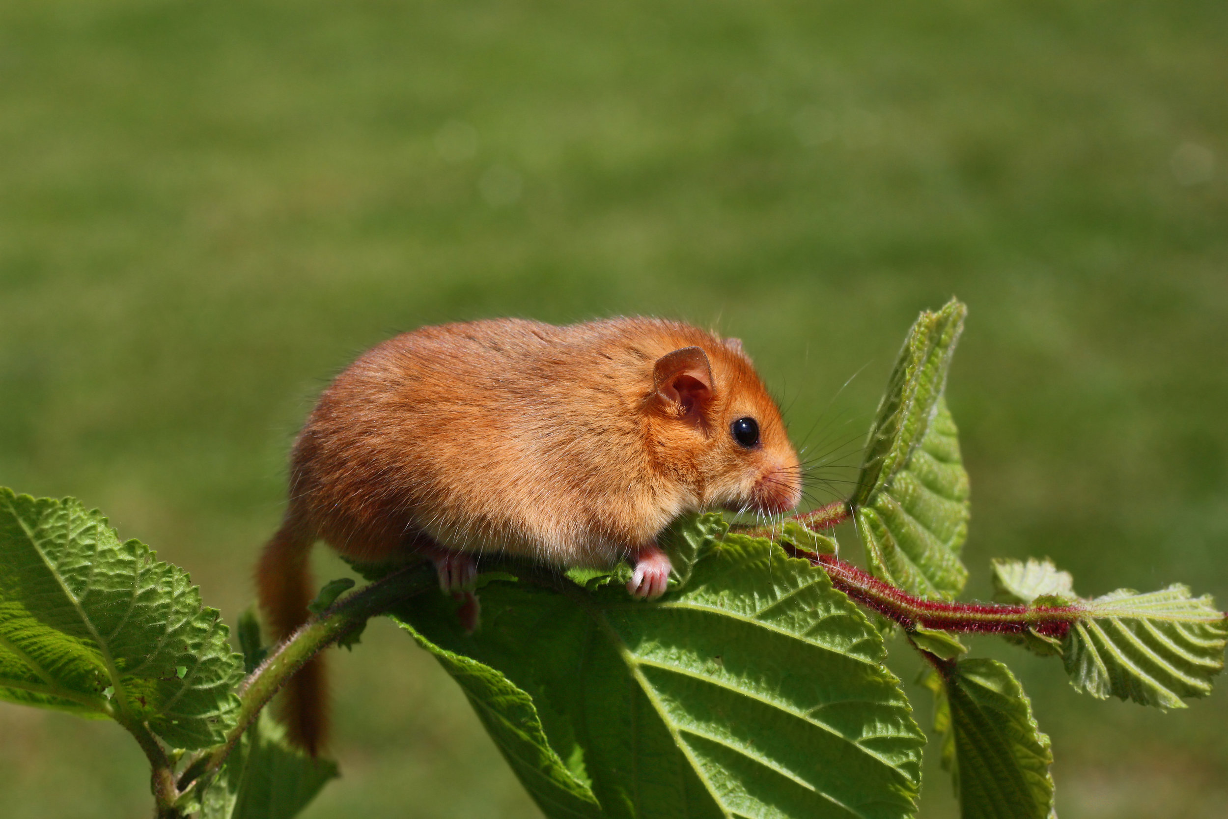 Dormouse Surveys