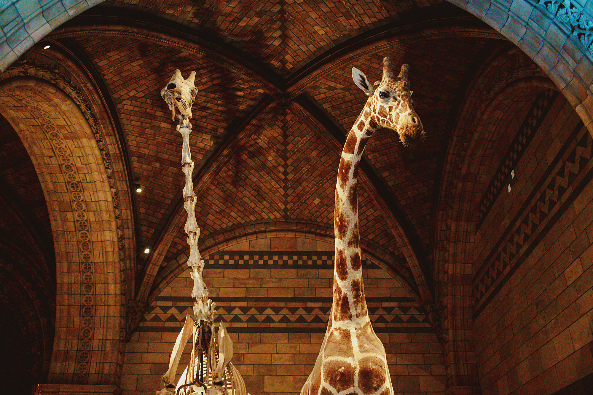  Natural History Museum Wedding Photography by Motiejus 