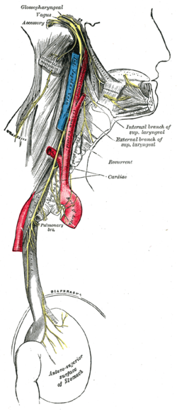 Getting to Know Your Vagus Nerve