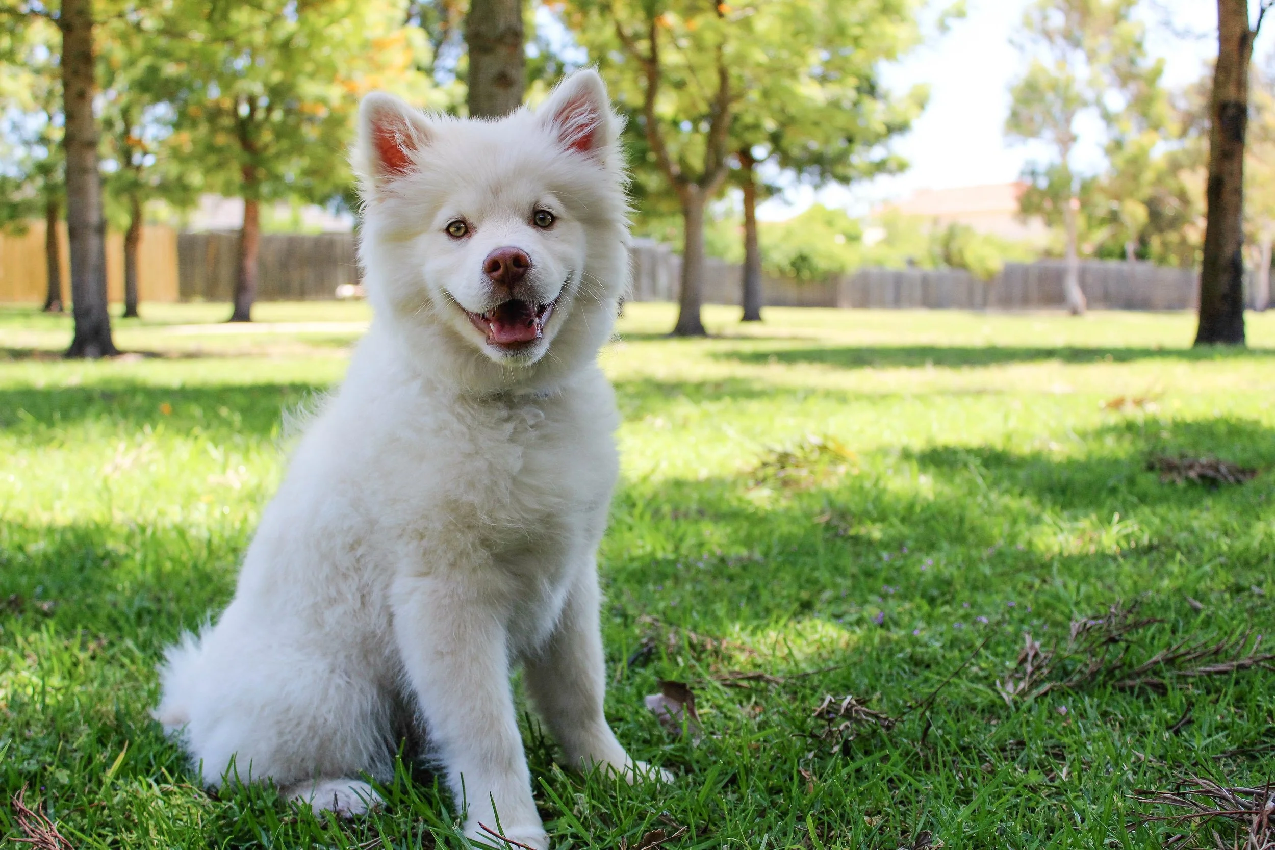 adorable-animal-backyard-247937.jpg