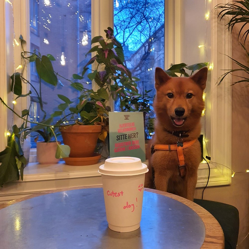 Hundevennlige kafeer i Oslo