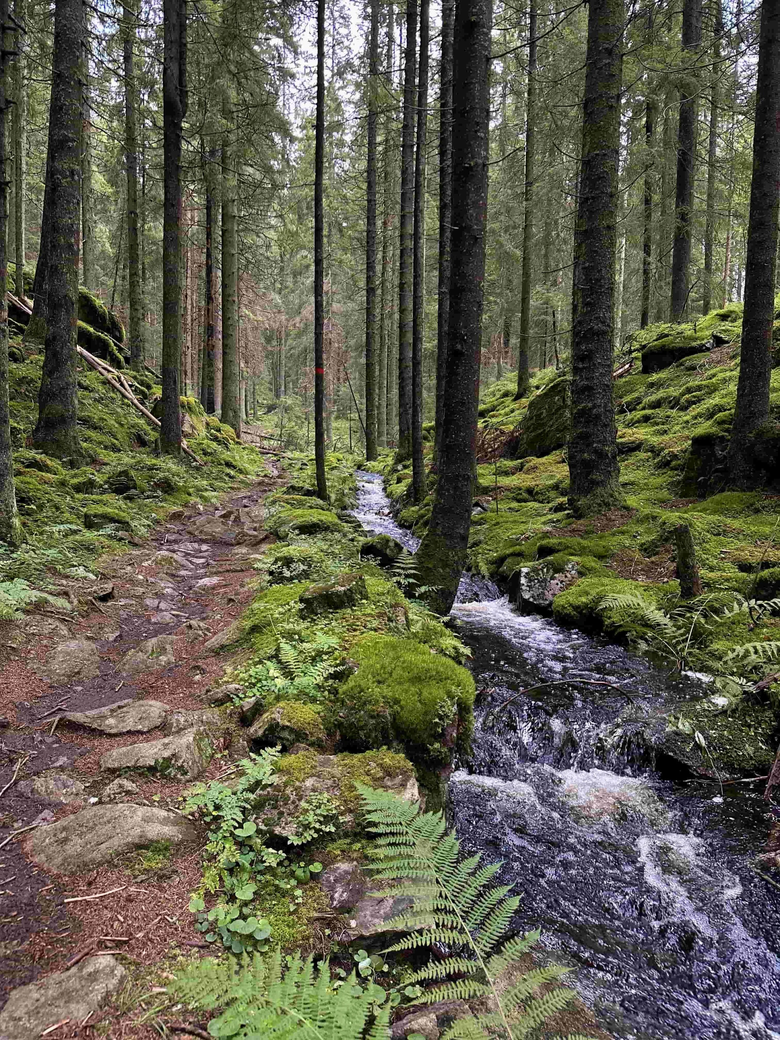 Tur til Eventyrskogen og Lilloseter