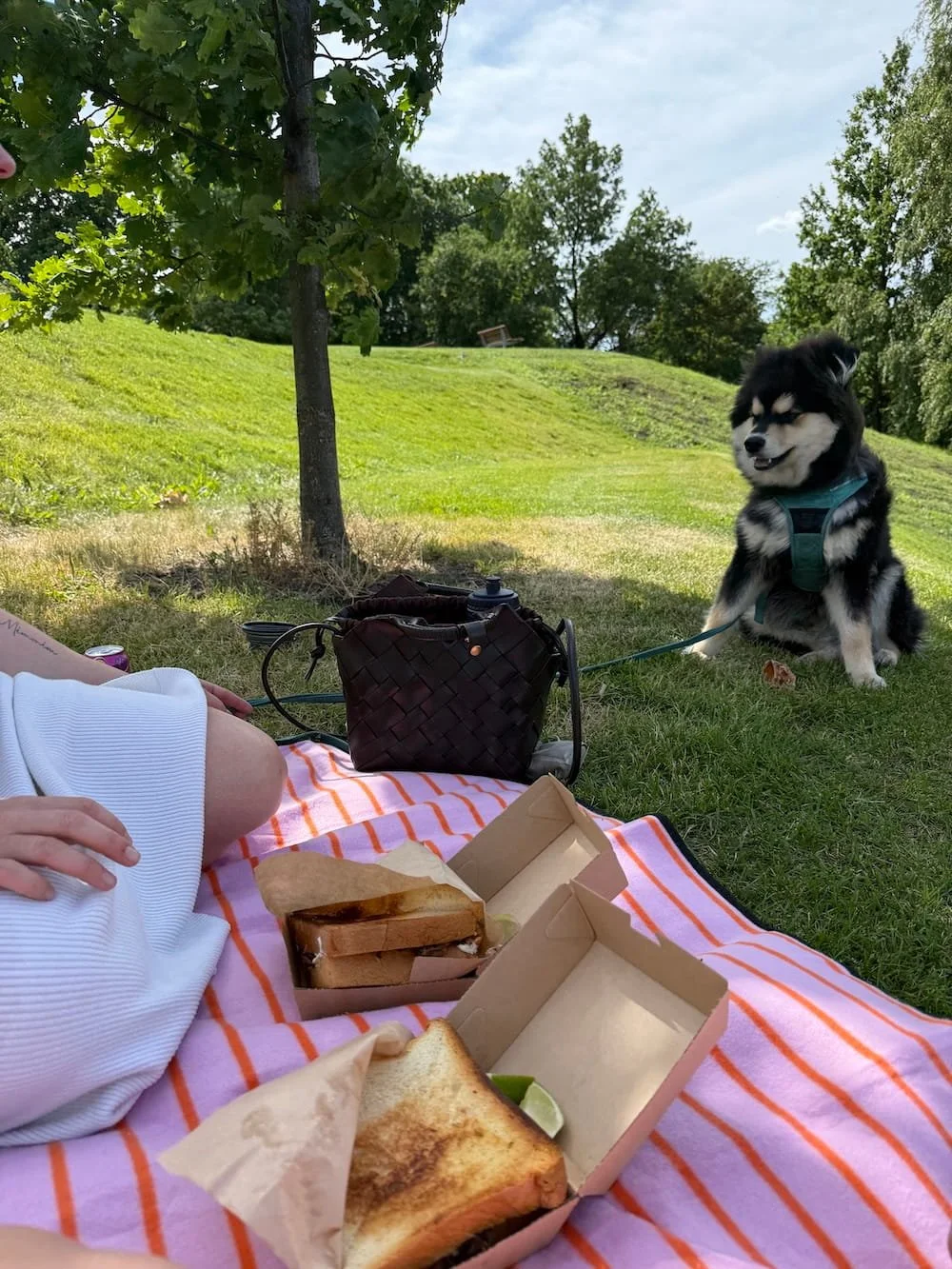 Tre piknikfavoritter i Oslo