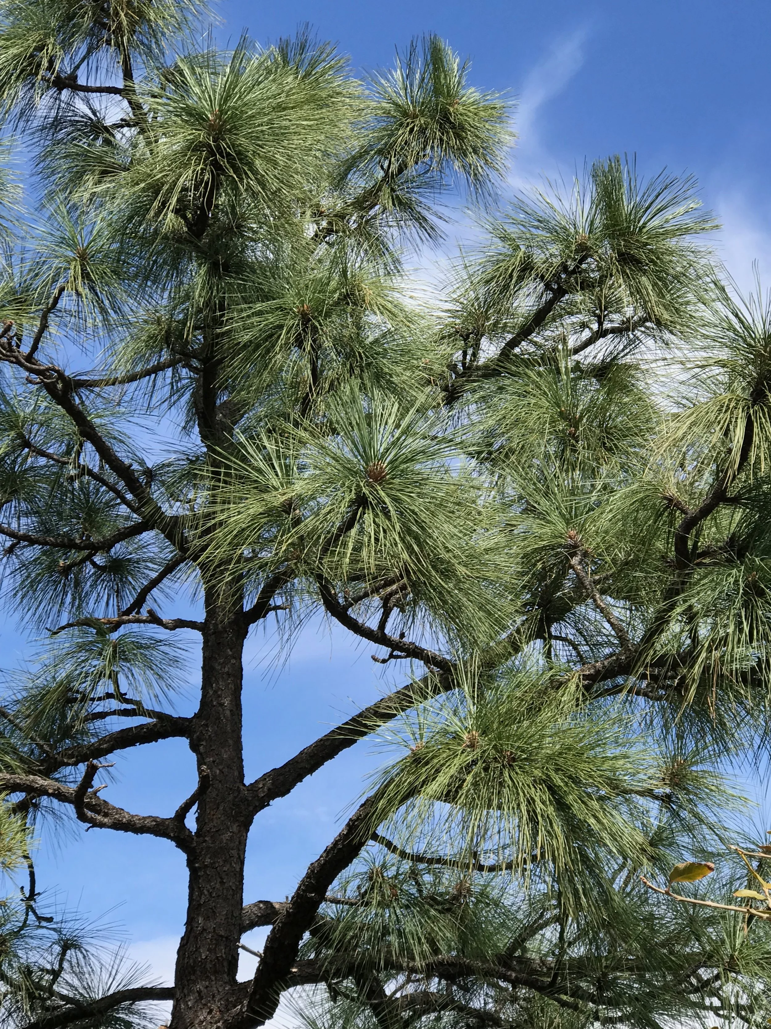 Most familiar forms of nature are examples of fractal geometry.
