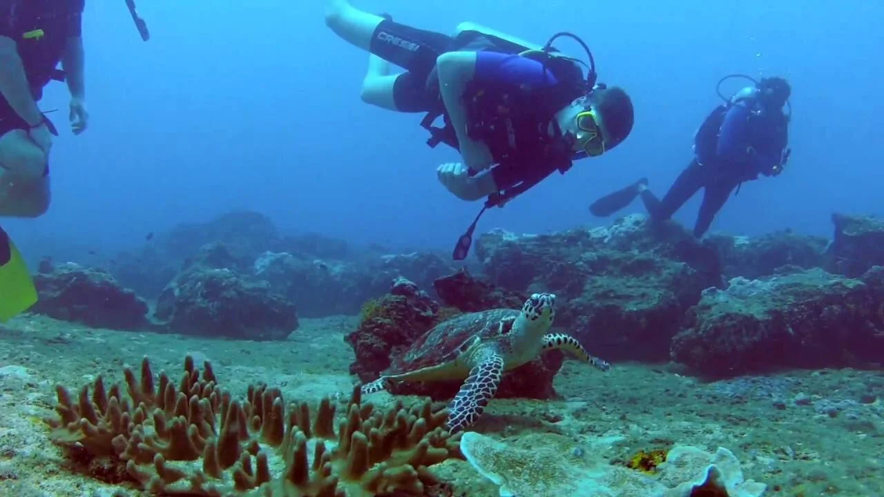 scuba-diving-turtle-kalpitiya.jpg