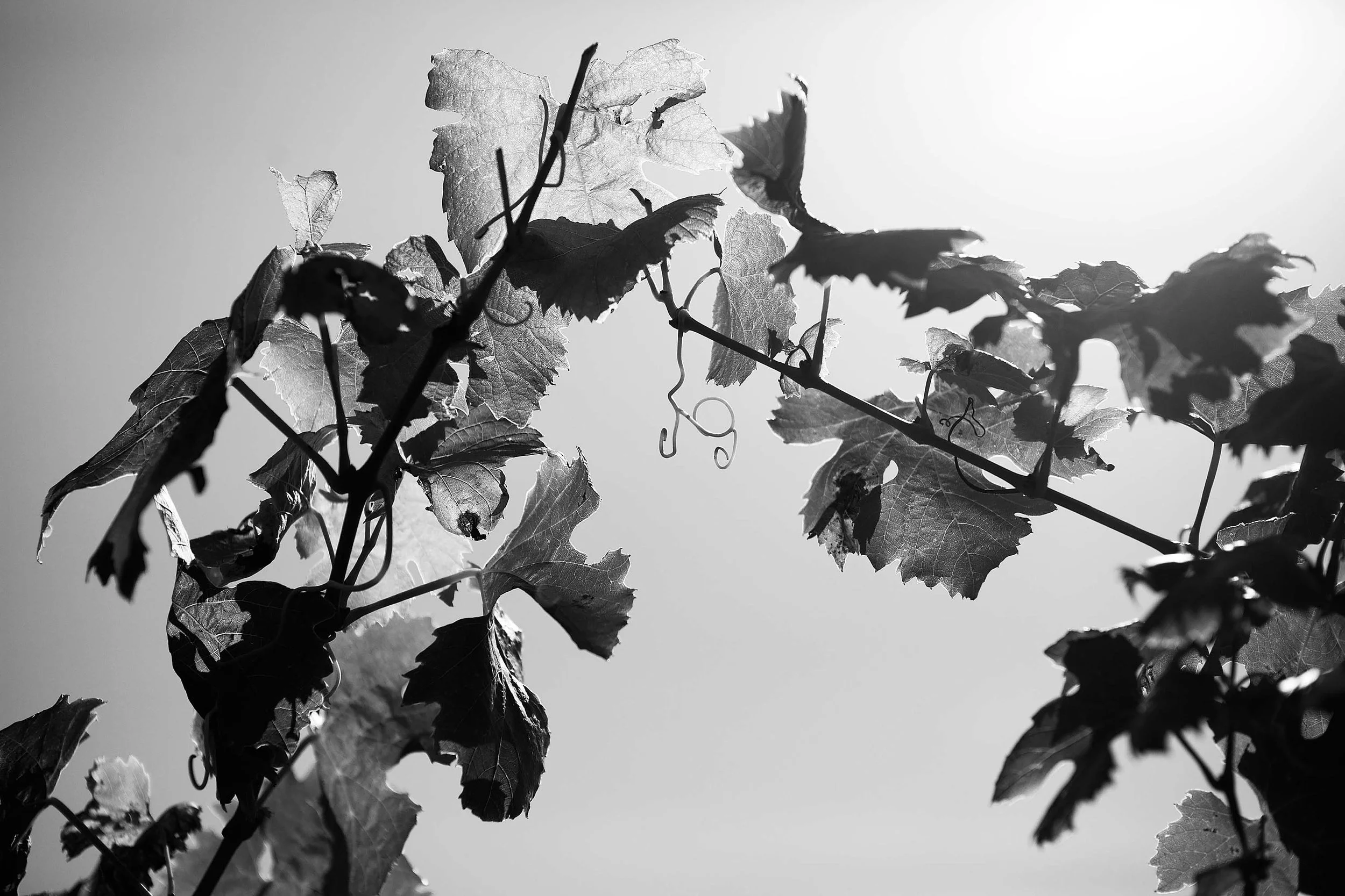 Müller-Thurgau: gemästet und ausgequetscht