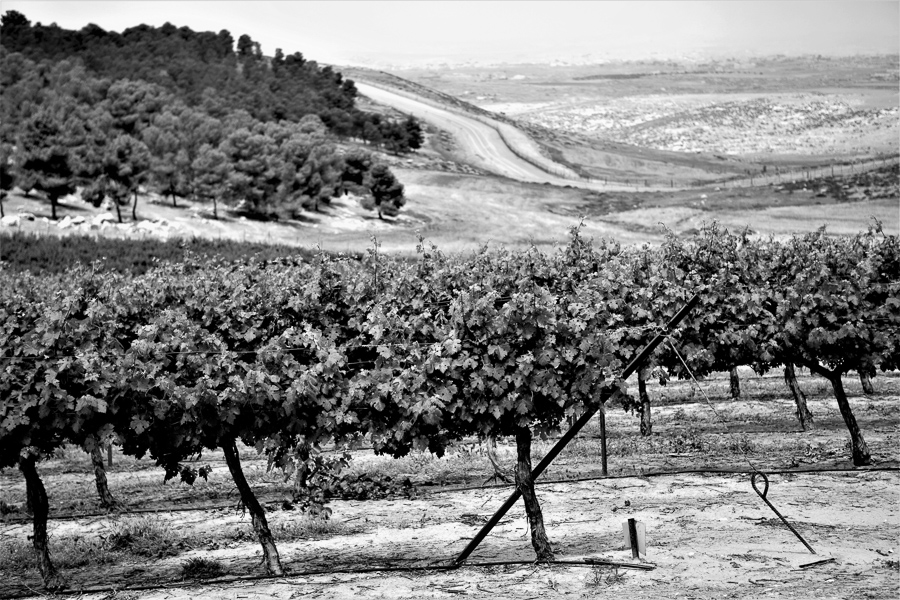  Weinberg der Yatir Winery, Yatir Forest, Israel 