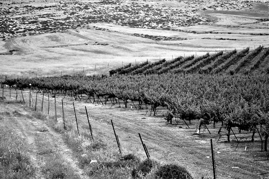  Weinberg der Yatir Winery, Yatir Forest, Israel 