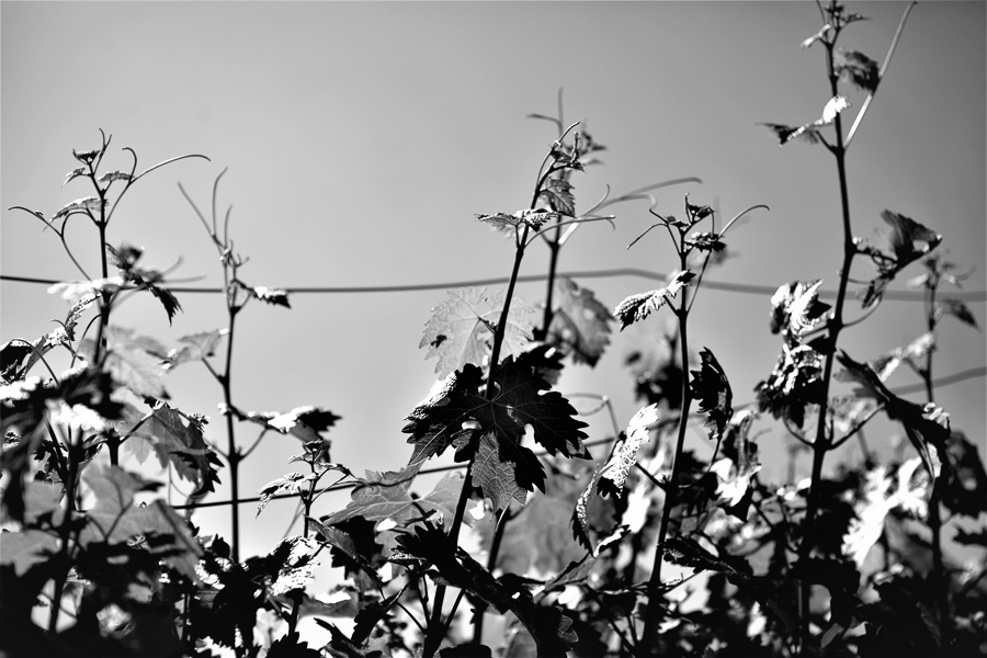  Adir Winery, Kerem Ben Zimra, Israel 