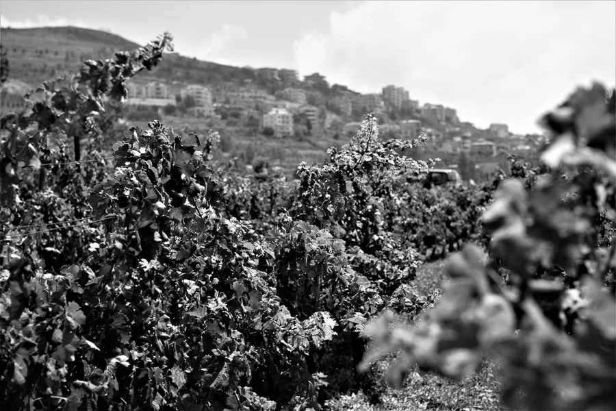 Reben von Château Belle-Vue, Bhamdoun, Libanon