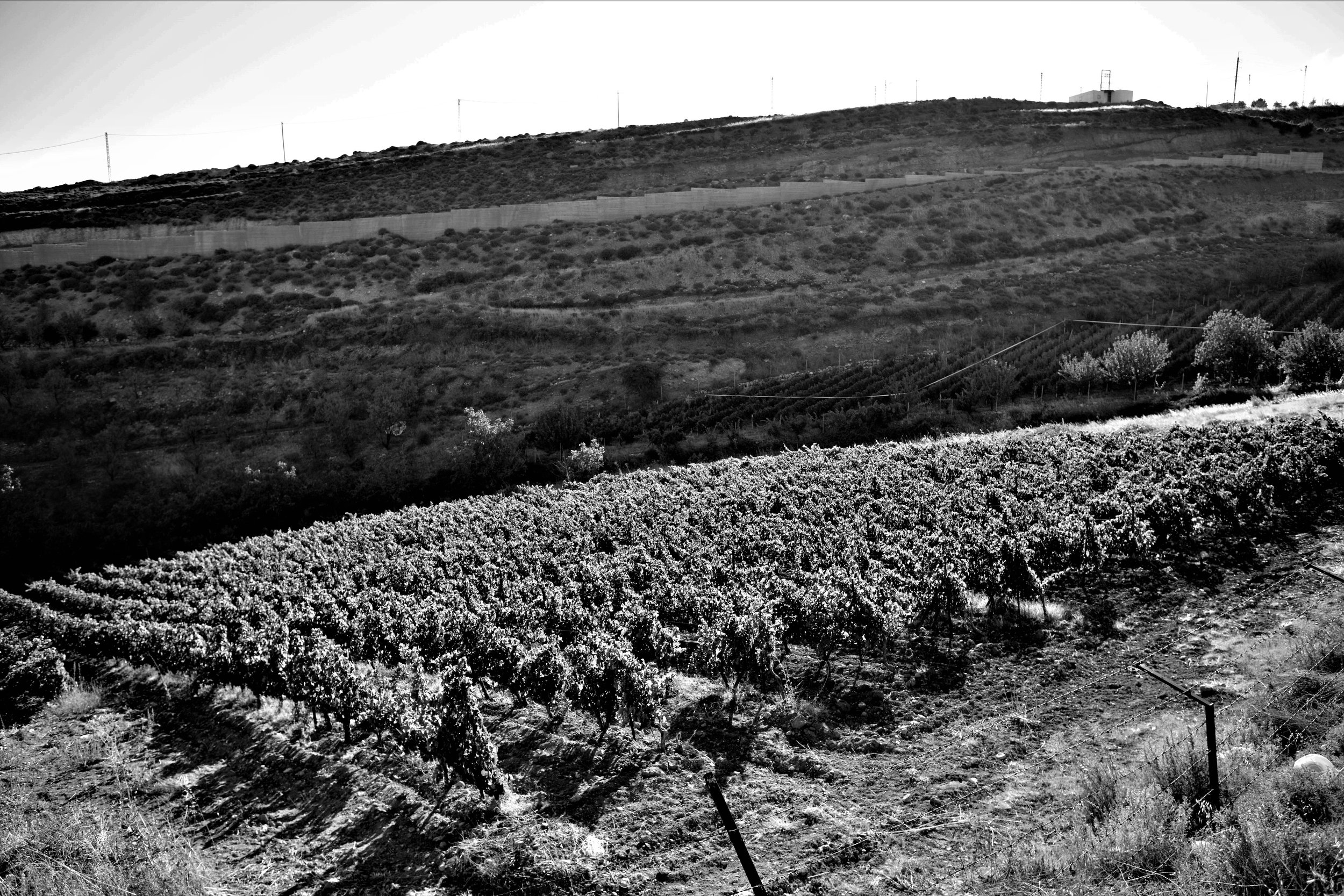 Rebberge, Château Khoury, Libanon