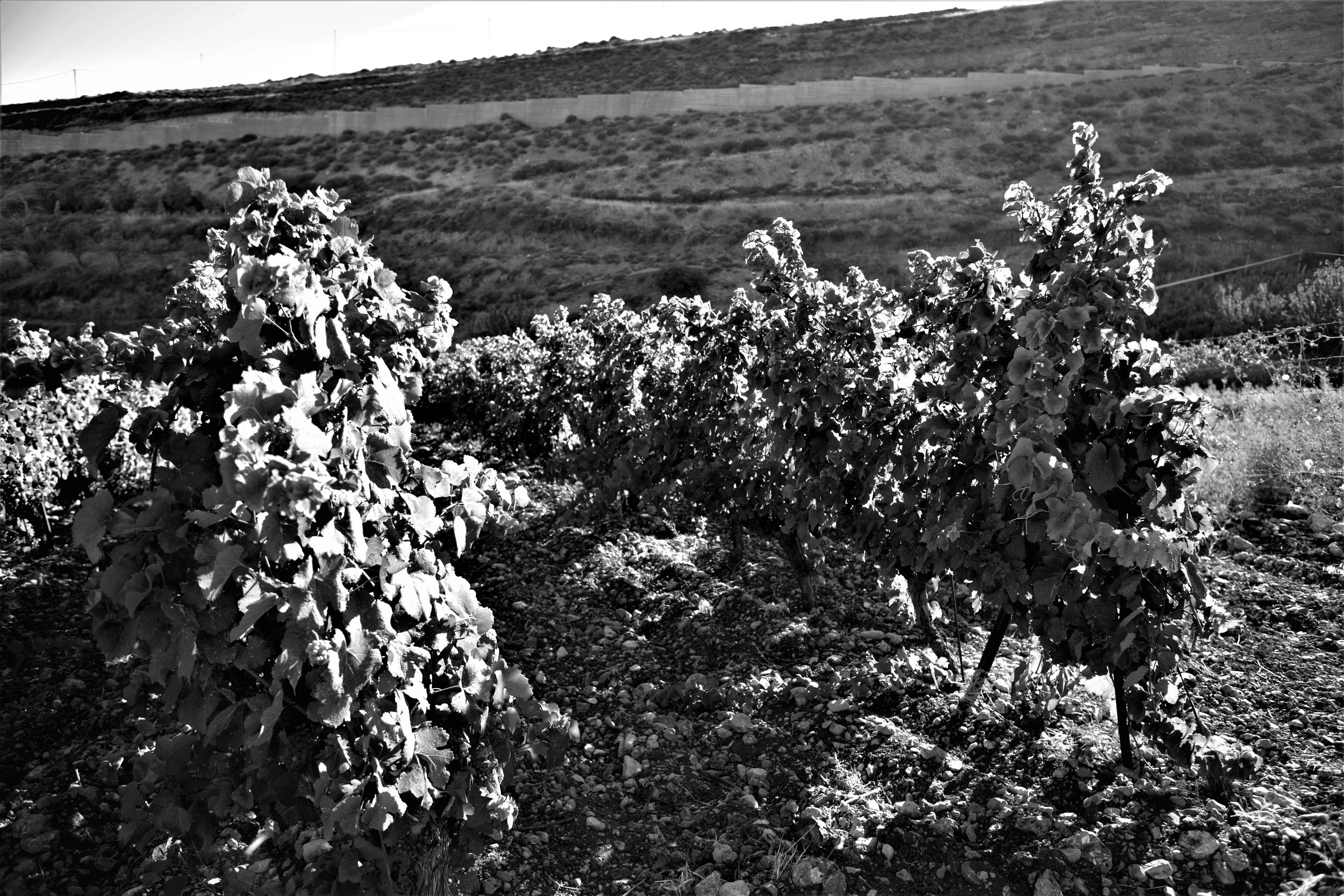 Rebberge, Château Khoury, Libanon