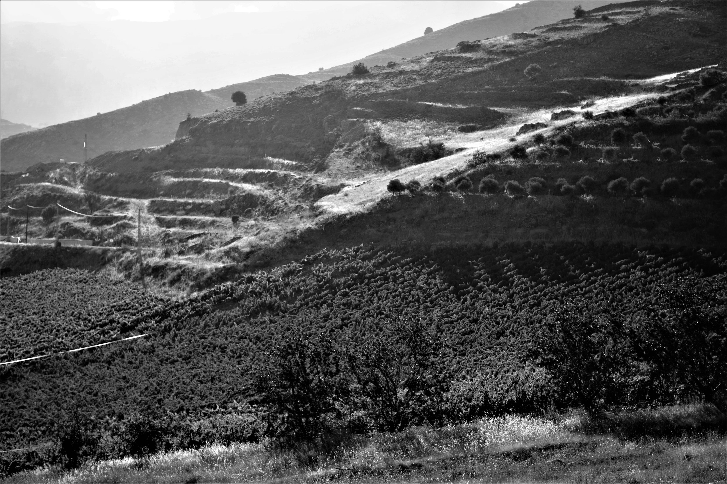 Rebberge, Château Khoury, Libanon