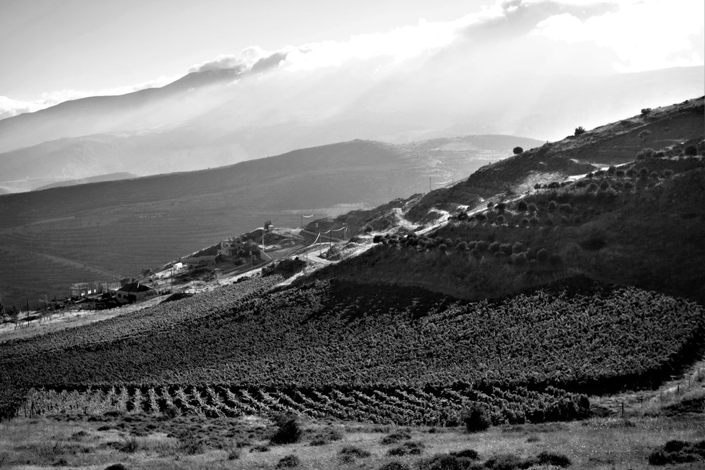 Rebberge, Khoury, Libanon