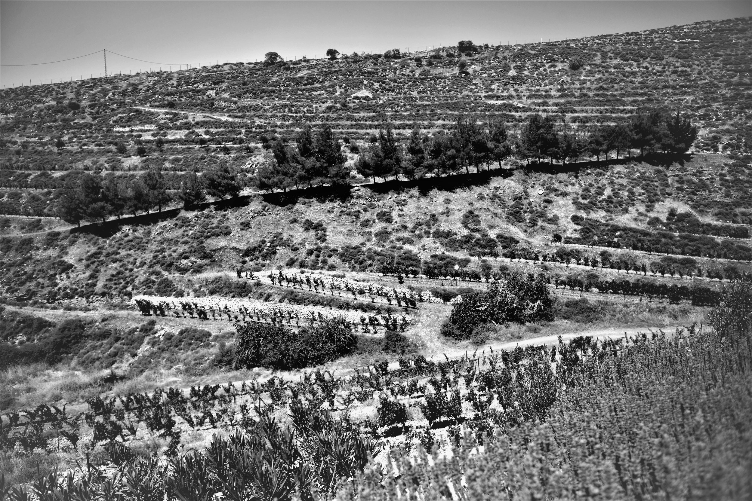 Rebberge, Domaine de Baal, Libanon