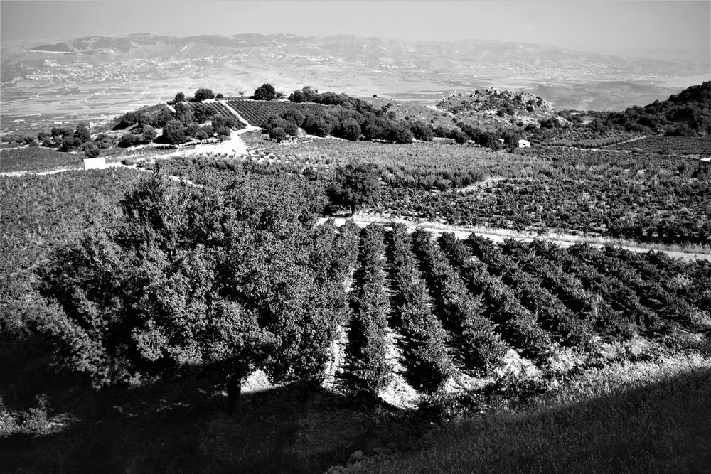  Ausblick vom Tasting Room auf Chateau Qanafar. 