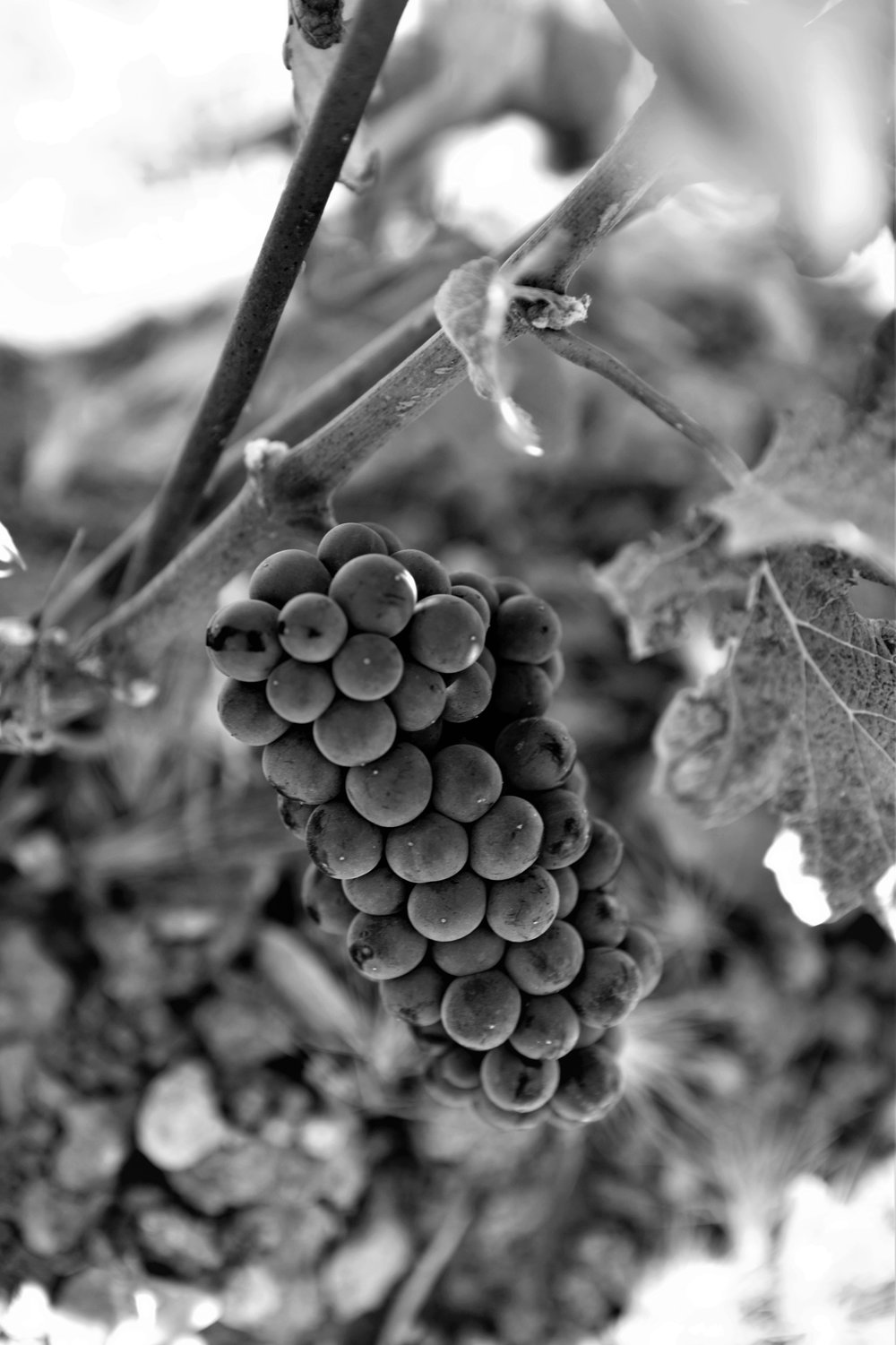  Pinot Noir  (Vertical 33). 