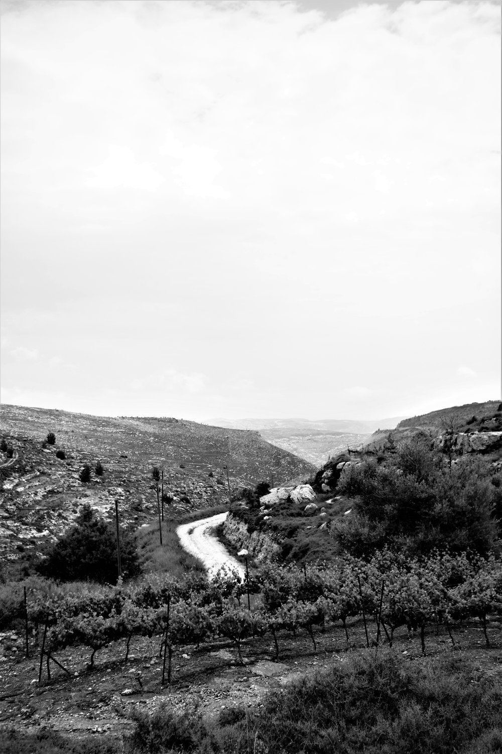  Reben der Psagot Winery am Rande der gleichnamigen Siedlung im Westjordanland. Die Landschaft ist hier noch biblisch –&nbsp;wüstenhaft, karg und unbebaut. 