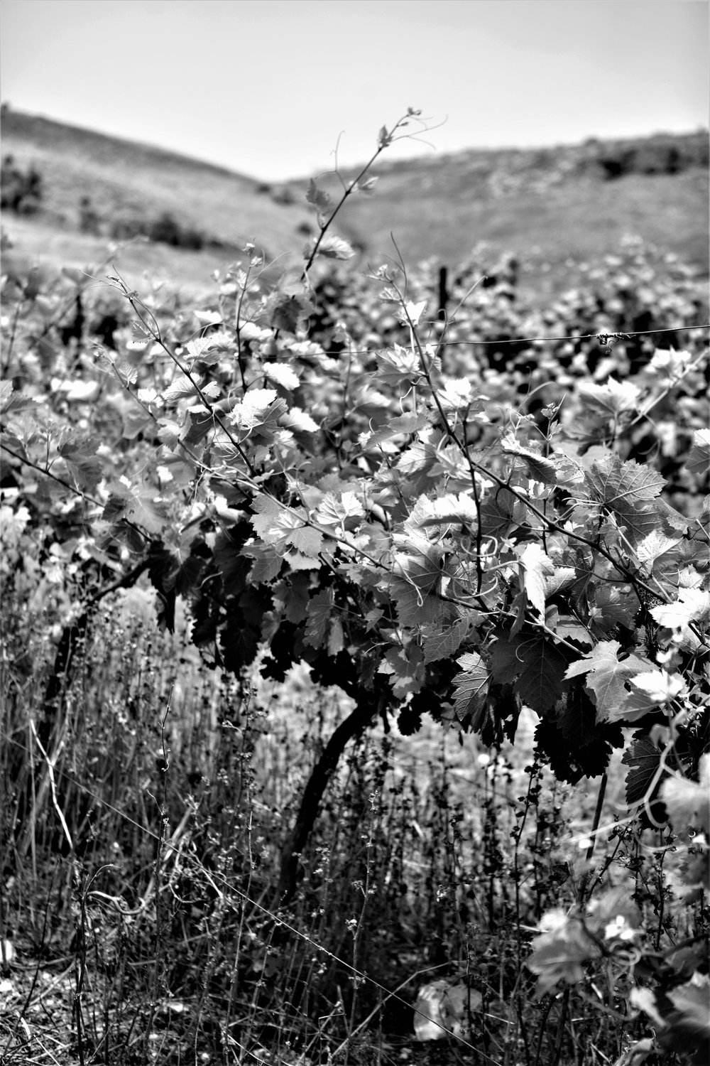  Moshe Kimches Trauben wachsen unweit der Stadt Nablus auf einem einem eingezäunten Feld. 