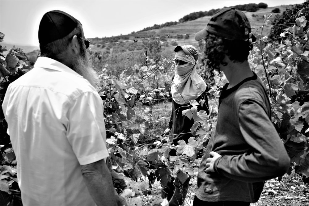  Moshe Kimches Trauben wachsen unweit der Stadt Nablus auf einem einem eingezäunten Feld – hier ist er im Gespräch mit Rebarbeitern. 
