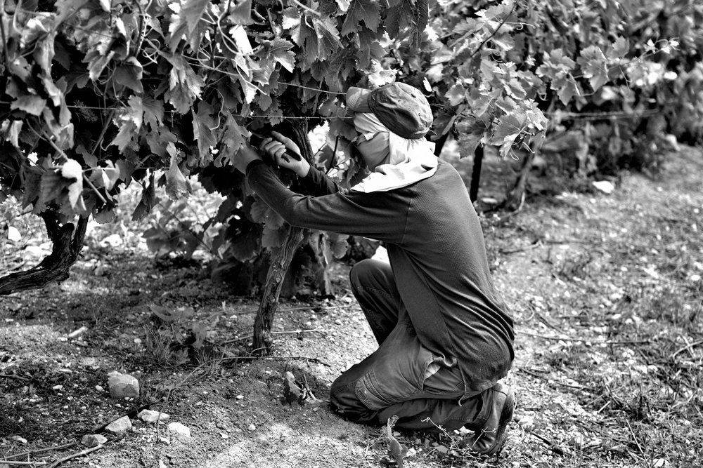  Viel Handarbeit: Auch in Israel passiert ein Grossteil der Arbeiten im Rebbau von Hand. 