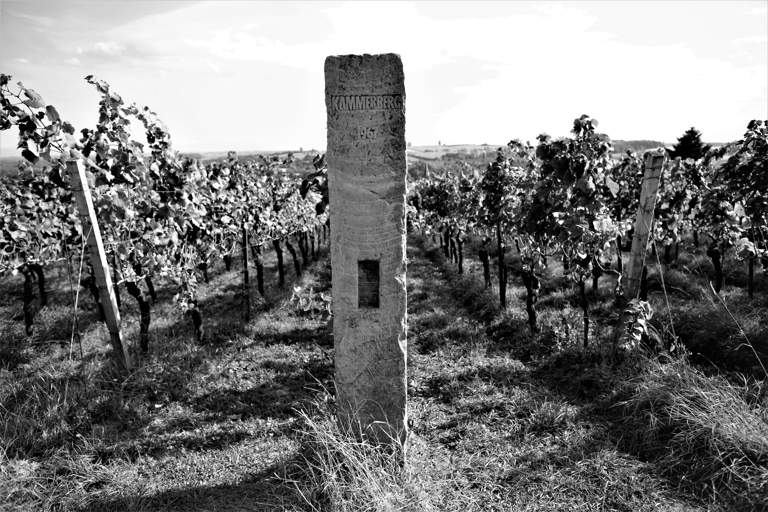  Ein Stein markiert das Jahr 1967 als Fritz Becker den  Kammerberg neu mit Pinot Noir bepflanzte. 