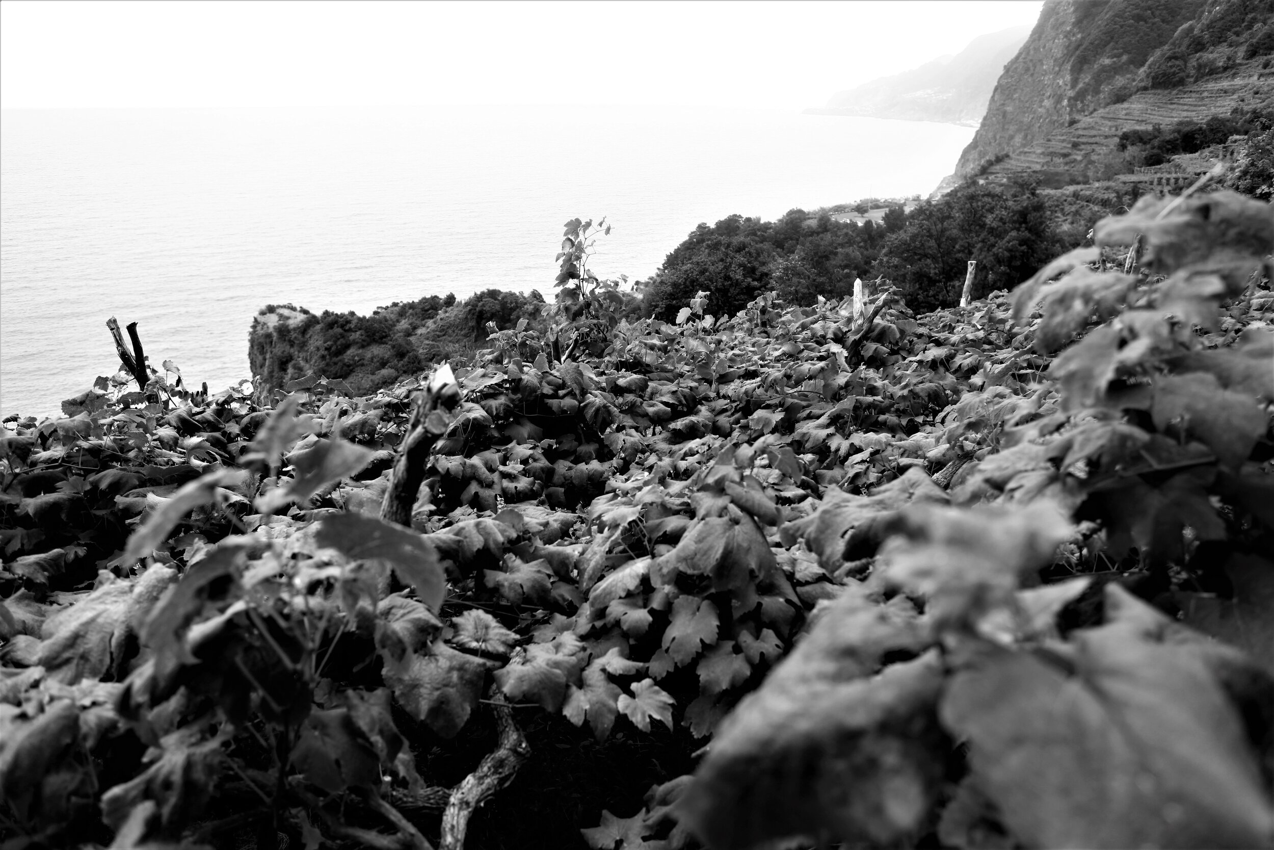  Die Trauben für den Madeira-Wein wachsen allesamt auf der Insel, oft am Nordufer der Insel in spektakulären Lagen direkt am Meer. 
