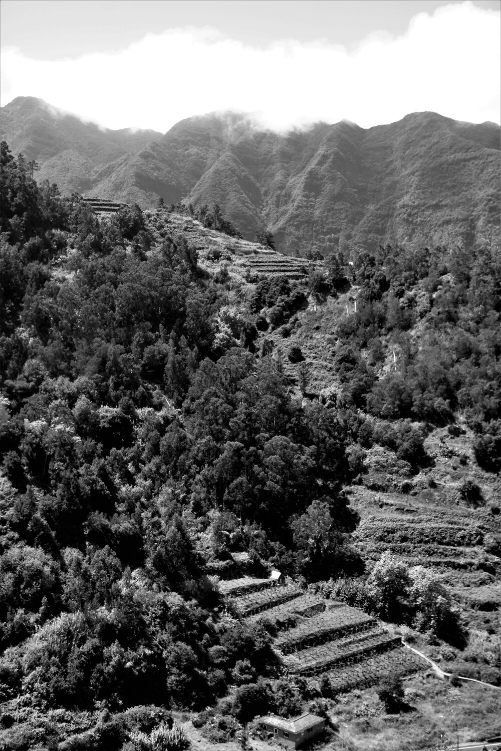  In den Bergen von Madeira. 