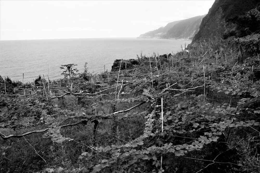  Weinberge an der Nordküste. 